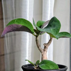 オトンナ トリプリネルビア,塊根植物,成長記録,冬型,今日のベランダの画像