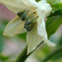 ピーマン,小さな庭,家庭菜園の画像