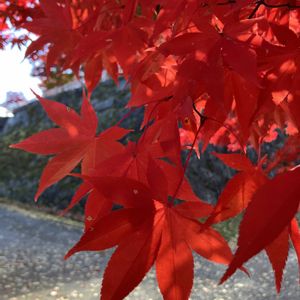 イロハモミジ,イロハモミジ,イロハモミジ,イロハモミジ,イロハモミジの画像