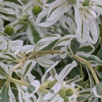 ハツユキソウの画像