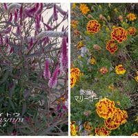 ケイトウ,マリーゴールド,ギンモクセイ,スマホ撮影,朝の散歩道の画像