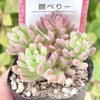 成長記録 雛べりー,セダム 雛べりー,神奈川タニラー,多肉男子,雫ファーム苗の画像