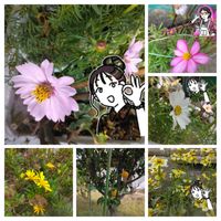 コスモス,白い花,ピンク色,いつも、いいね!ありがとうございます(*´`)♡,LINEスタンプの画像