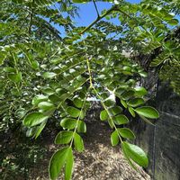 モンキーポッドの画像