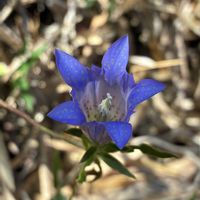 リンドウ,ツリガネニンジン,ノギク,アケビの実,ヤマハッカの画像