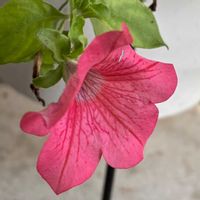 ペチュニア,サフィニア,ピンクの花,育てやすいの画像