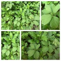 ヤブガラシ,ヨモギ,オンブバッタ！,クスアオシャクの画像