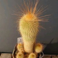 サボテン,金晃丸,月兎耳(つきとじ),多肉植物,葉挿しの画像