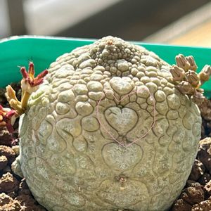 パキポディウム・グラキリス,プセウドリトス　ミギウルティヌス,ケラリア ピグマエア,コノフィツム マウガニー,リトープス トップレッドの画像