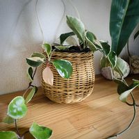 ホヤ・カルノーサ・リップカラー,観葉植物,植え替え,ホヤ,成長記録の画像