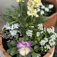 アリッサム,シロタエギク,ストック,パンジー,寄せ植えの画像