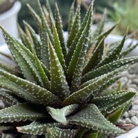 十二の巻,キュンキュン乙女倶楽部,キュンキュン乙女倶楽部No.243,しあわせ運べるように,日々是好日✧の画像