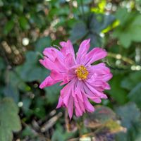 ツバキ,シモツケ ,秋明菊,秋明菊（八重）,ノコンギク﹙野紺菊﹚の画像