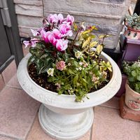 アリッサム,ガーデンシクラメン,テイカカズラ,あしろブーケ ロゼ,お花の画像