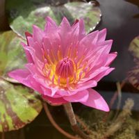 アイスバーグ,熱帯スイレン,熱帯睡蓮　セントルイスゴールド,ベランダの画像