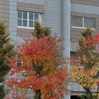 ゴーラム,ヒヤシンス 水耕栽培,手作り鉢／H,ゴーラム/H,紅葉/Hの画像