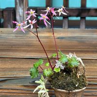 イワヒバ,ダイモンジソウ,ダイモンジソウ,ノコンギク,モミジの画像