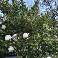 サザンカ,サザンカ,山茶花,白い花,朝散歩の画像