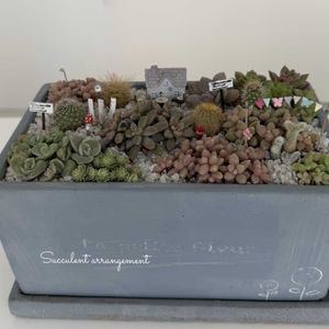 多肉寄せ植え,サボテンの寄せ植え,冬の植物の画像