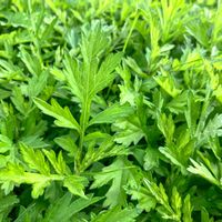 ヨモギ,ヨモギ,ヨモギ,ヨモギ,ヨモギの画像