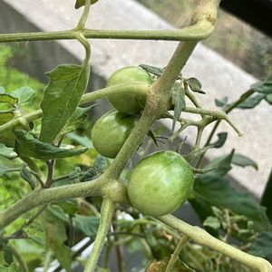 ミニトマト,いいねをありがとうございます¨̮♡︎,庭の画像