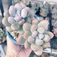 星美人,多肉植物,パキフィツム,ムチムチの画像