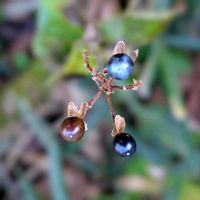 ノコンギク,野紺菊,藪茗荷,ヤブミョウガ,ヤブミョウガの実の画像