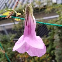 アサリナ,アサリナ桃すだれ,緑のカーテン,花が好き,可愛いお花の画像