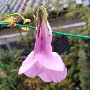 アサリナ,アサリナ桃すだれ,緑のカーテン,花が好き,可愛いお花の画像