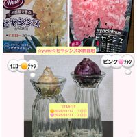 ヒヤシンス,ヒヤシンス 水耕栽培,ステキ☆,癒し…♡,か〜わい〜の画像