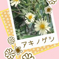 銀木犀,銀木犀,アキノノゲシ,アキノゲシ,アキノゲシの画像