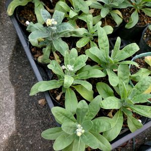 エキウム,ストック,ルピナス,エキウム ブルーベッダー,ルピナス　オーロラの画像