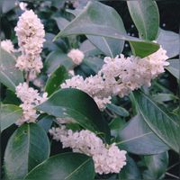 イチョウ,銀木犀,モミジバフウ,ギンモクセイ,可愛いの画像