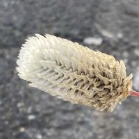 センニチコウ,お出かけ先にての画像