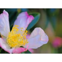 サザンカ,広い庭の画像