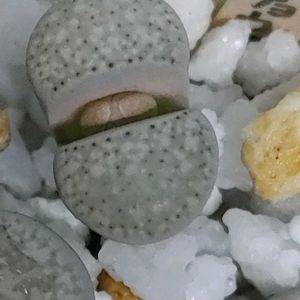 朝貢玉,花芽,リトープス属,ゴスるんリトプー♡,ゴスるんつぼみの画像