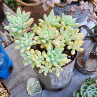 乙女心,スノージェイド,ルエラ,多肉植物,植物のある暮らしの画像