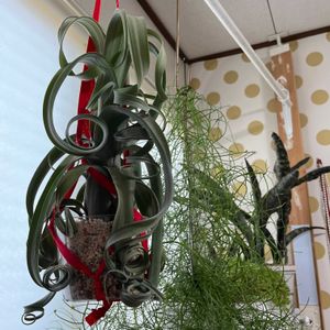 チランジア,カーリースリム,Tillandsia.,屋外のチランジア,その他部屋の画像