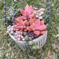 紅葉,銘月,多肉植物,多肉寄せ植え,庭の多肉植物の画像