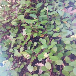 アンスリウム,エアープランツ,キンギョソウ,マリーゴールドの画像