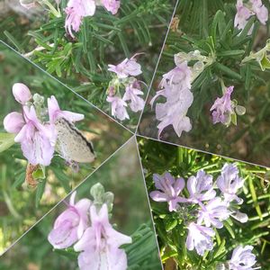 ベゴニア,ローズマリー,ローズマリー,散歩,プランターの画像