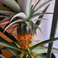 パイナップル,放置栽培,チーム愛知,チーム宮崎,家庭菜園の画像