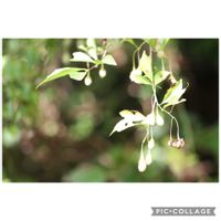 エゴノキ,エゴノキ,元気をありがとう٩( ᐛ )و,山野草,小さな幸せ♡の画像