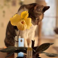 パフィオぺディラム,パフィオペディラム・ノリトハセガワ,ノリト・ハセガワ似,植え替え,洋ランの画像