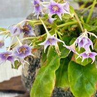 イワタバコ,秋の山野草展,山野草大好きの画像