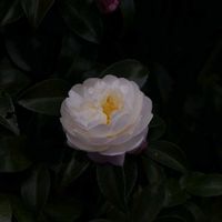 サザンカ,樹木の画像