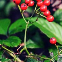 ノイバラ,ノイバラ（野茨）,赤い実,河川敷,川床公園の画像