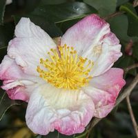 サザンカ,自生,観賞用,緑のある暮らし,iPhone撮影の画像