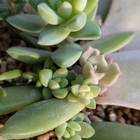 ローズマリー,多肉植物,葉挿し,こぼれ種,ベランダの画像