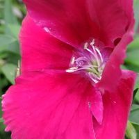 セキチク,ナデシコ,大好きな花,シルエット❤︎,風の中の画像